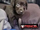 Perros ,Labradore