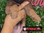 Pastor belga malinois