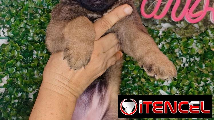 Pastor belga malinois