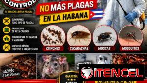 Cucarachas Alemanas. Servicio de Fumigación Integral.
