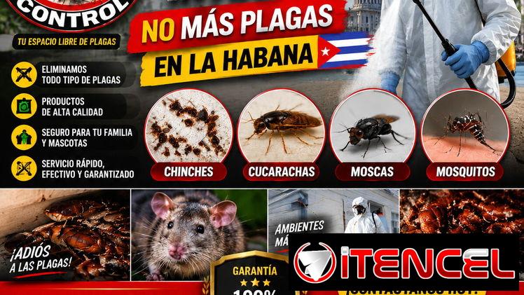 Cucarachas Alemanas. Servicio de Fumigación Integral.