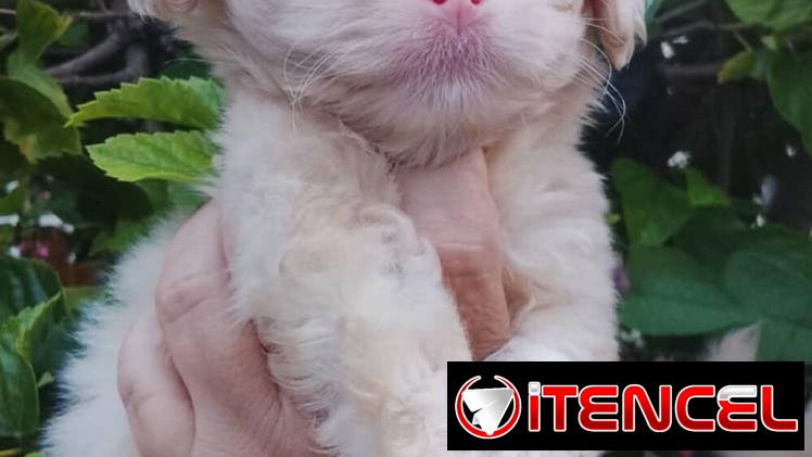 🐾 SPANIEL TIBETANOS CONOCIDOS COMO PEQUINÉS MACHOS BETTY MASCOTAS WHATSAPP 52506841  🐾 — foto 4
