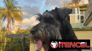 Schnauzer mediano busca novia