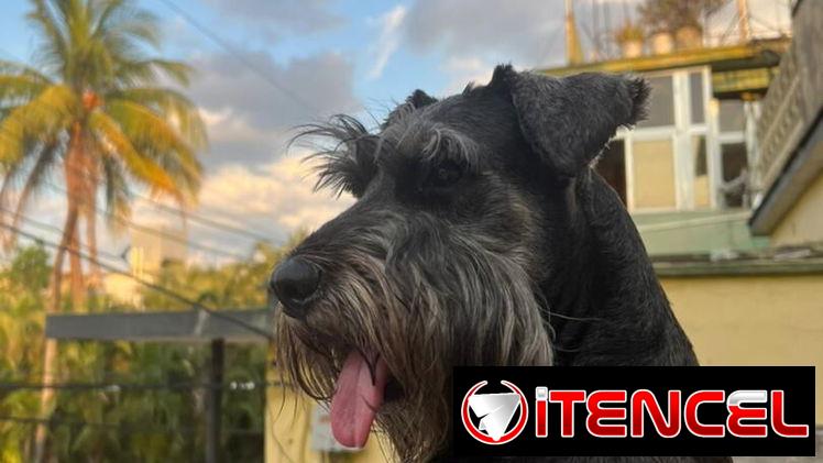 Schnauzer mediano busca novia