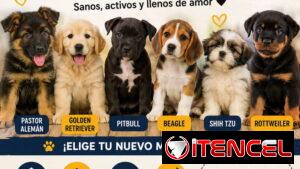SOMOS UN EQUIPO DE PROFESIONALES EXPERTO EN LA CRIANZA Y VENTA DE PERROS PURA RAZAS GARANTIA DE SALUD Y LEGITIMIDAD SEGU