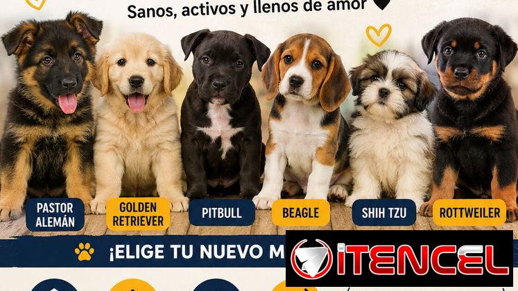 SOMOS UN EQUIPO DE PROFESIONALES EXPERTO EN LA CRIANZA Y VENTA DE PERROS PURA RAZAS GARANTIA DE SALUD Y LEGITIMIDAD SEGU
