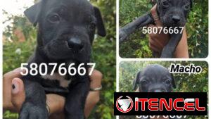 Cachorros de pitbull en venta
