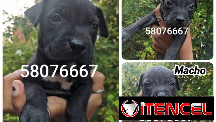 Cachorros de pitbull en venta