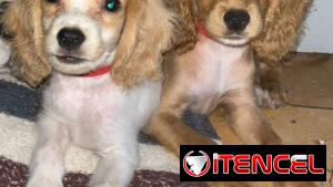 Venta de coker spaniel contactar con 55000733