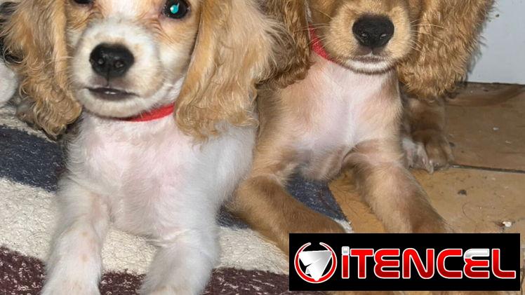 Venta de coker spaniel contactar con 55000733 — foto 1