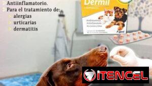 Antiinflamatorio y Antihistamínico para caninos y felinos DERMIL