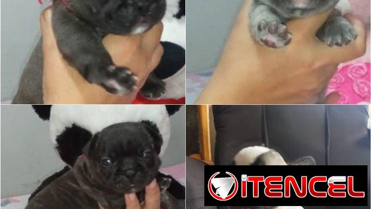 🐾❤️🐶 ¡BULLDOG FRANCÉS, CHATICOS ENCANTADORES! 🐶❤️🐾 WHAT'SAPP 52506841  🐾 — foto 2