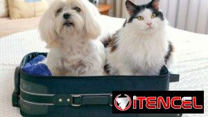 ¿Deseas Transportar tu mascota desde Cuba a España y Europa?✈️🐾 ¡Únete a nuestra Comunidad y descubre cómo hacerlo!