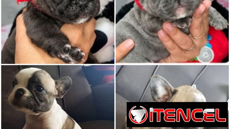 🐾❤️🐶 ¡BULLDOG FRANCÉS, CHATICOS ENCANTADORES! 🐶❤️🐾 WHAT'SAPP 52506841  🐾 — foto 3