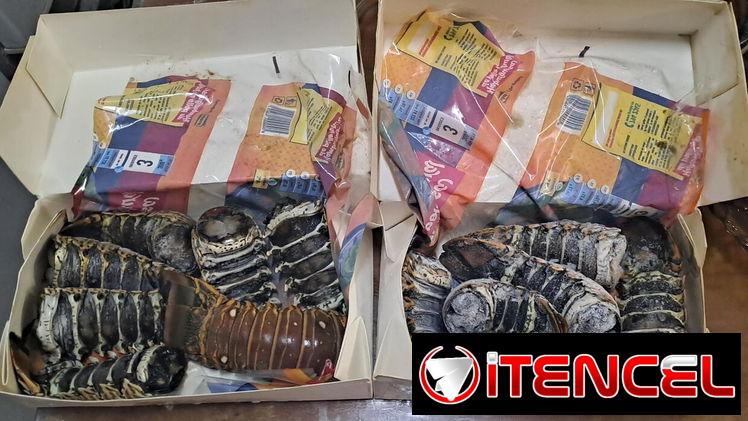 ‼️Cajas de langosta 1kg de Prodal $3200 cup