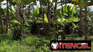 Compro terreno con mínimo 1000 metros cuadrados