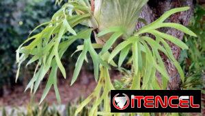 Platycerium | platicerio, planta, decoración, natural