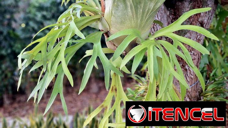 Platycerium | platicerio, planta, decoración, natural