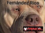Veterinario
