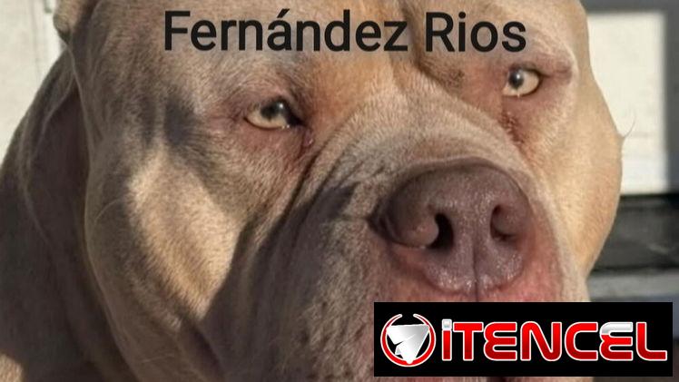 Veterinario