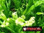 Plantas por encargo