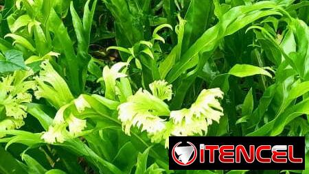 Plantas por encargo
