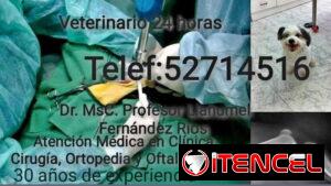Veterinario a domicilio