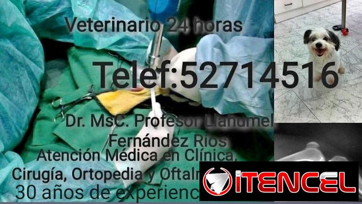 Veterinario a domicilio