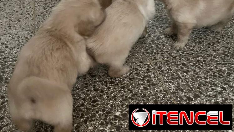 GOLDEN RETRIEVER,machos,en 200 USD o equivalente,TENGO MENSAJERÍA,tienen 53 días y están desparacitados — foto 4