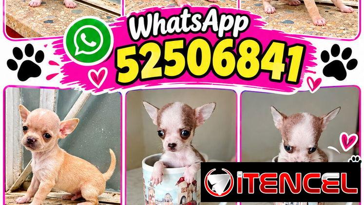 🐶❤️ BETTY MASCOTAS WHATSAPP 52506841 ❤️🐶 — foto 4