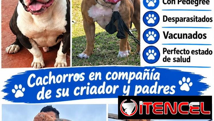 🐶❤️ BETTY MASCOTAS WHATSAPP 52506841 ❤️🐶 — foto 2