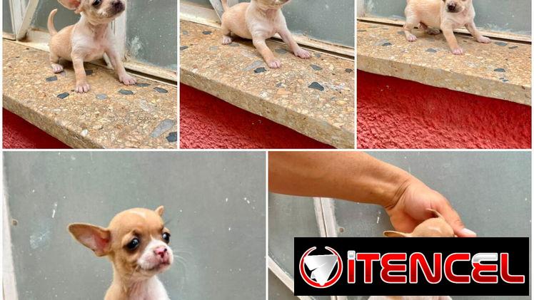 🐾💙🐶 ¡CHIHAHUAS AMBOS SEXOS! ❤️🐶    BETTY MASCOTAS WHATSAPP 52506841 💙🐾 — foto 3