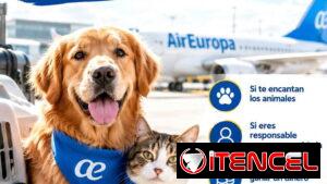 🐱✈️ ¿Vuelas a España con Air Europa? ¡Gana un extra ayudando a viajar a mascotas!