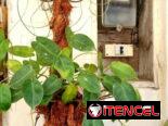 🌿Plantas trepadoras para colgar 🌿