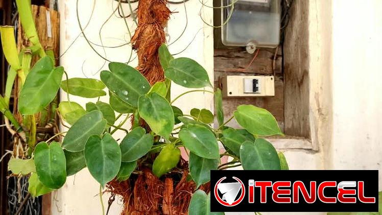 🌿Plantas trepadoras para colgar 🌿