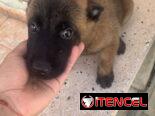 Pastor Belga Malinois