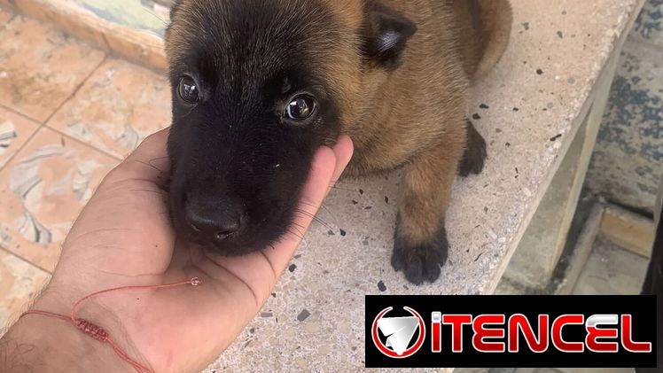 Pastor Belga Malinois