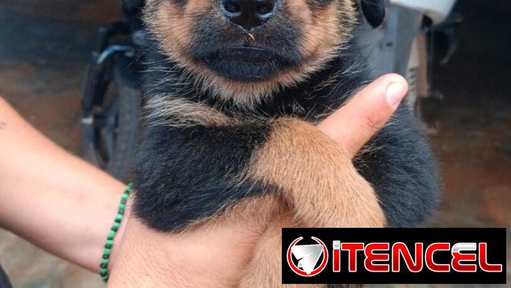 🐾❤️🐾  ROTTWEILER AMBOS SEXOS  — CENTINELA Y PROTECTOR 🖤🤎  BETTY MASCOTAS WHAT'SAPP 52506841 ❤️🐾 — foto 2