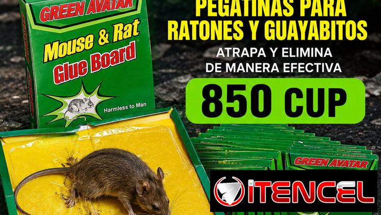 Trampas para ratones de pegamento
