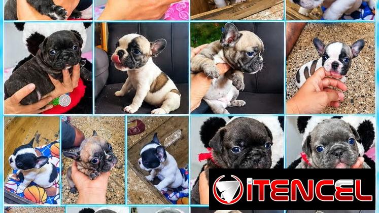 🐾❤️🐶 ¡BULLDOG FRANCÉS, CHATICOS ENCANTADORES! 🐶❤️🐾 WHAT'SAPP 52506841  🐾 — foto 1