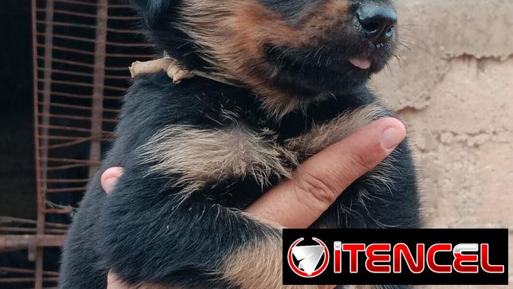 🐾❤️🐾  ROTTWEILER AMBOS SEXOS  — CENTINELA Y PROTECTOR 🖤🤎  BETTY MASCOTAS WHAT'SAPP 52506841 ❤️🐾 — foto 4