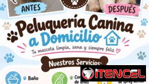 Peluqueria Canina a Domicilio