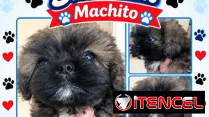 ((( SHIH TZU MACHO EXCELENTES PADRES. ((( NADA DE CRUCE CON TIBETANOS BETTY MASCOTAS WHATSAPP 52506841 ))).