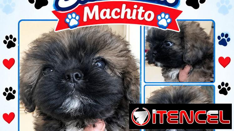 ((( SHIH TZU MACHO EXCELENTES PADRES. ((( NADA DE CRUCE CON TIBETANOS BETTY MASCOTAS WHATSAPP 52506841 ))).