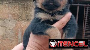 🐾❤️🐾 ROTTWEILER AMBOS SEXOS — CENTINELA Y PROTECTOR 🖤🤎 BETTY MASCOTAS WHAT'SAPP 52506841 ❤️🐾