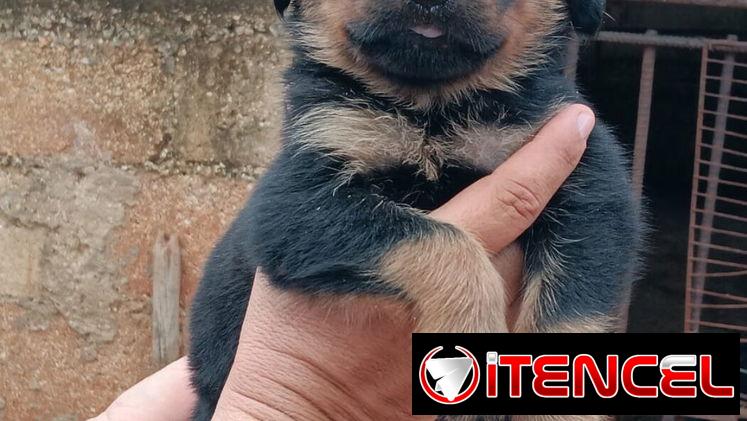 🐾❤️🐾  ROTTWEILER AMBOS SEXOS  — CENTINELA Y PROTECTOR 🖤🤎  BETTY MASCOTAS WHAT'SAPP 52506841 ❤️🐾 — foto 1