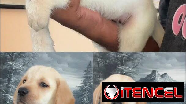 Cachorros Labrador Retriver ambos sexos