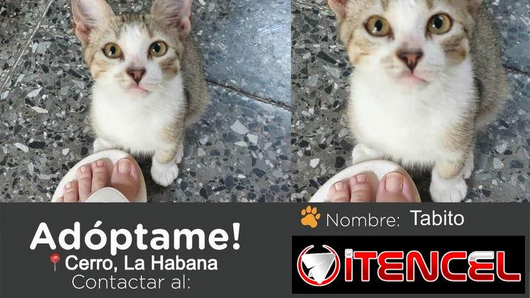 🐱💕 GATICOS EN ADOPCIÓN – BETTY MASCOTAS BETTY MASCOTAS WHATSAPP 52506841 💕🐱 — foto 3