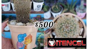 Cactus y suculentas en macetas decoradas a mano