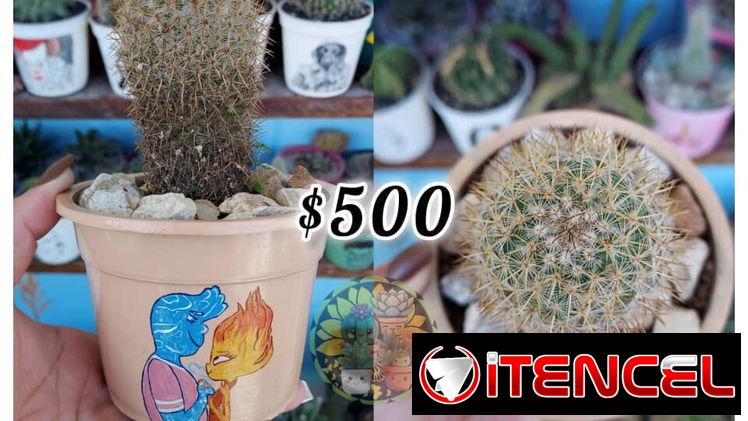 Cactus y suculentas en macetas decoradas a mano — foto 1